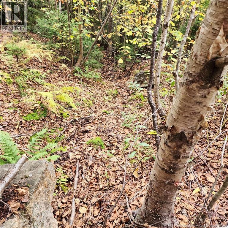 1431 845 Route, Clifton Royal, New Brunswick E2S 2G4 - Photo 8 - NB111607