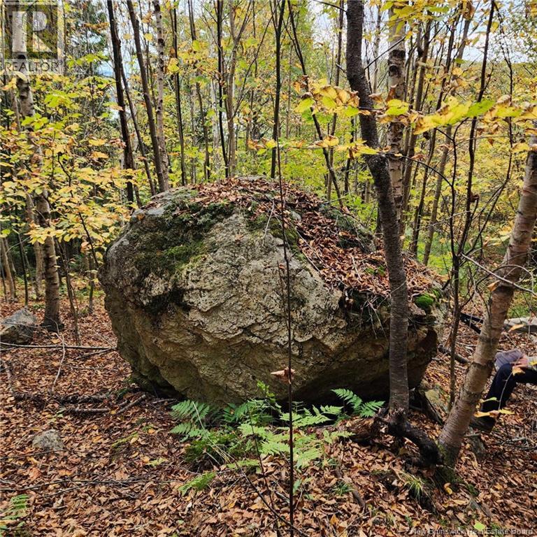 1431 845 Route, Clifton Royal, New Brunswick E2S 2G4 - Photo 9 - NB111607