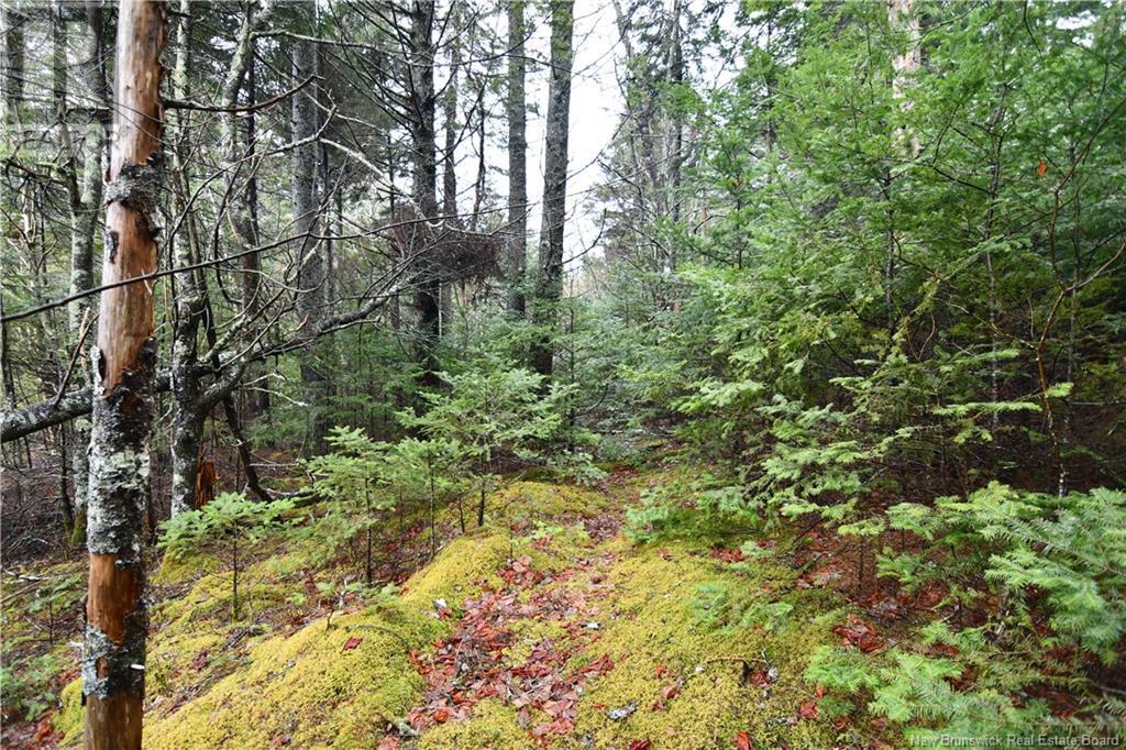Lot 86-49a Bunker Hill, Wilsons Beach, New Brunswick  E5E 1Z3 - Photo 2 - NB114256