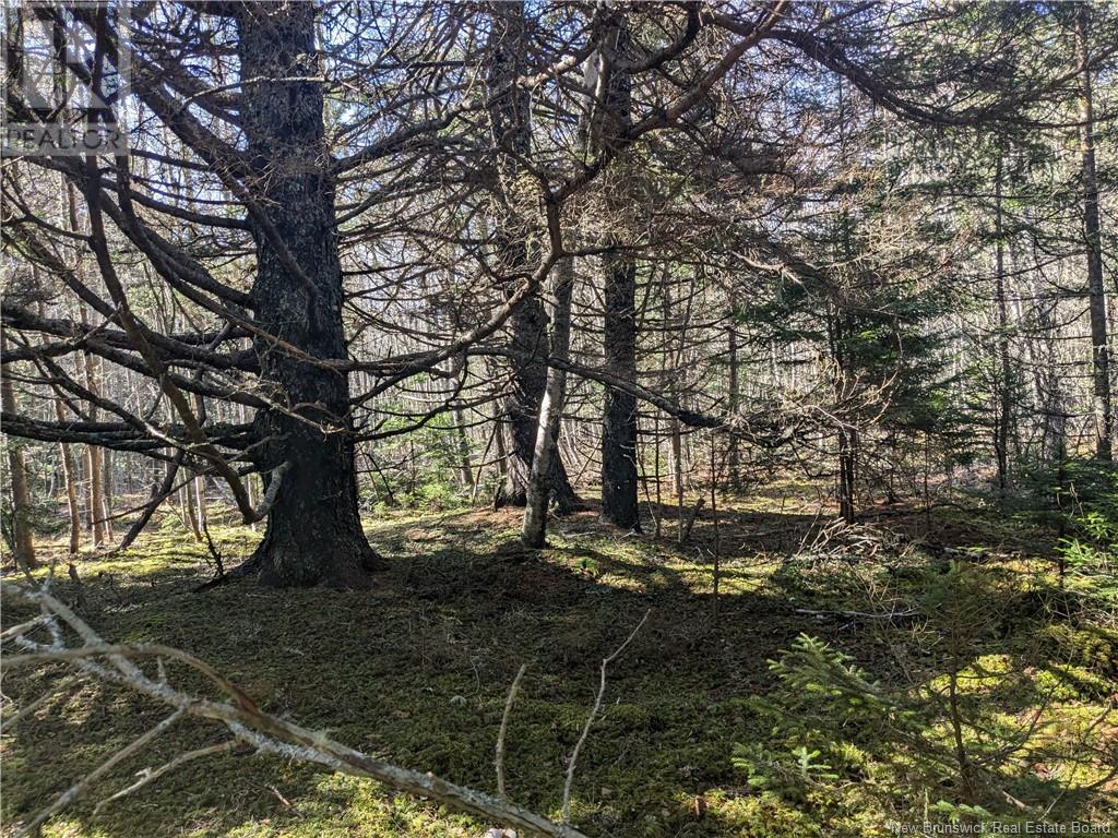 Lot Circle Drive, Welshpool, New Brunswick  E5E 1Z8 - Photo 3 - NB114762