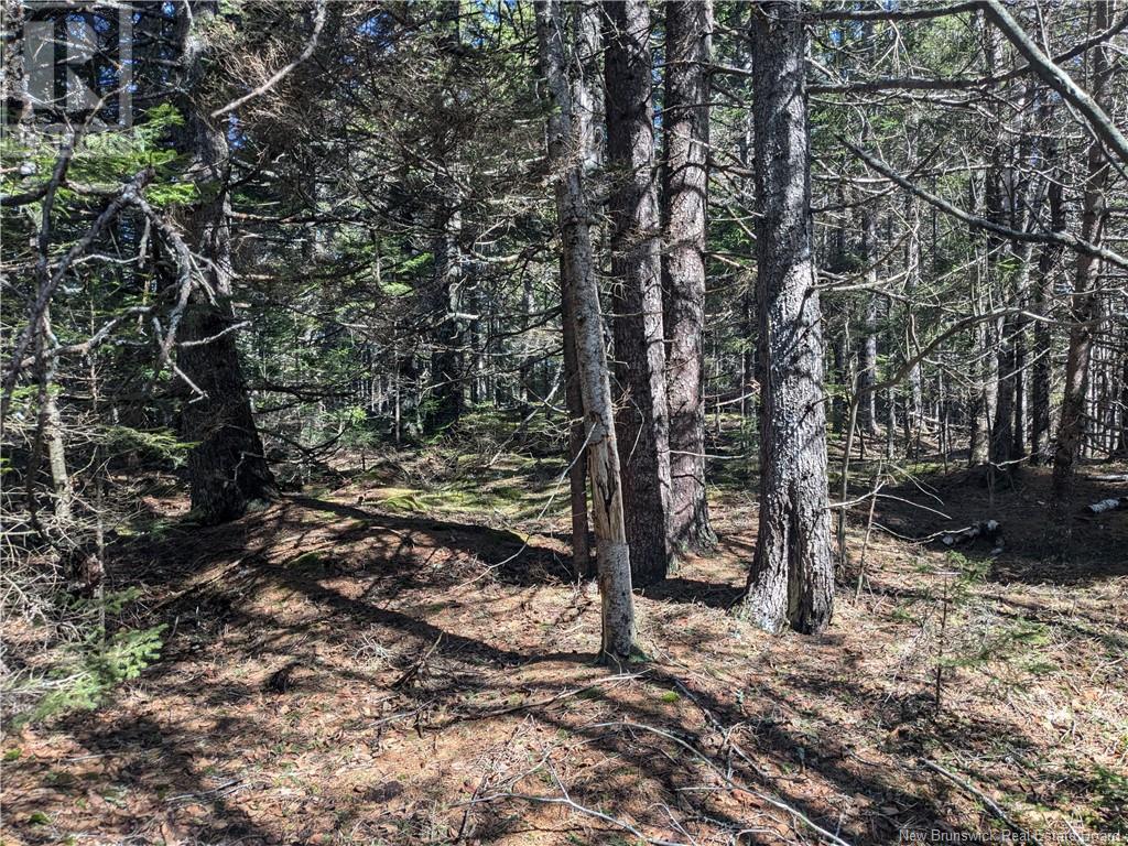 Lot Circle Drive, Welshpool, New Brunswick  E5E 1Z8 - Photo 4 - NB114762