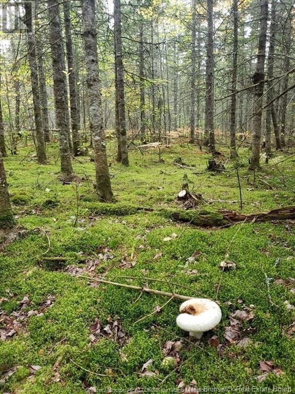 Lot 23-15 De La Paix, Sainte-Marie-De-Kent, New Brunswick E4S 2L8 - Photo 9 - NB116053