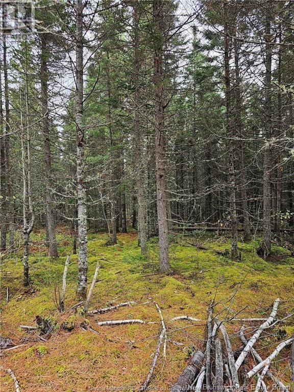 Lot 23-2 B De La Paix, Sainte-Marie-De-Kent, New Brunswick  E4S 2L8 - Photo 5 - NB116051