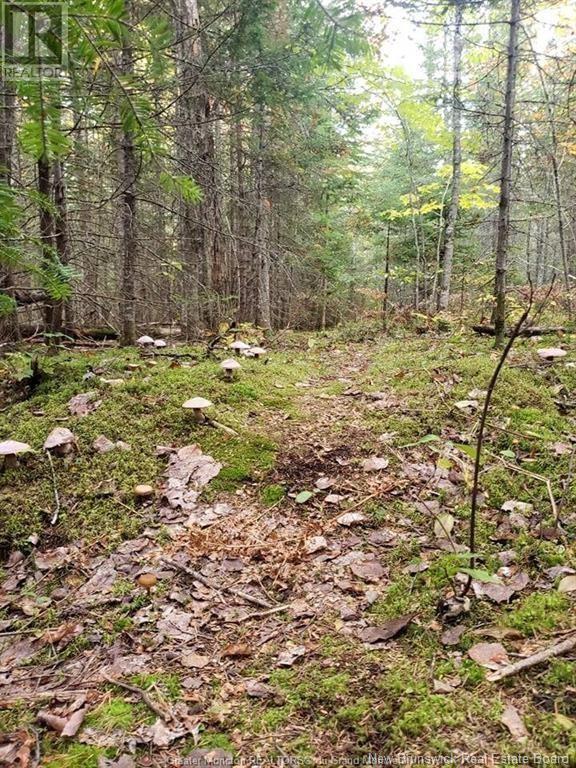 Lot 23-2 B De La Paix, Sainte-Marie-De-Kent, New Brunswick  E4S 2L8 - Photo 7 - NB116051
