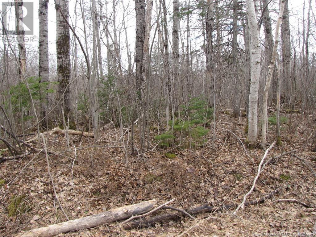 N/a Saint Damien Road, Saint-Paul, New Brunswick E4T 2G2 - Photo 6 - NB116575