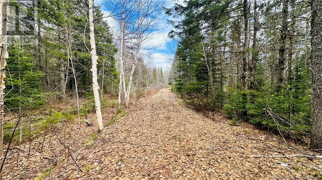 Lot Pleasant-Ridge, Rogersville, New Brunswick  E4Y 1B3 - Photo 6 - NB116122