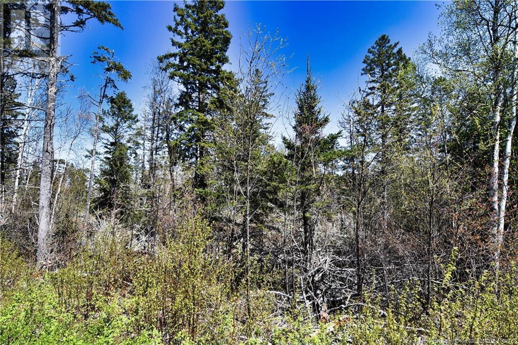 86-39 & 86-40 Mitchell Court, Welshpool, New Brunswick  E5E 1H6 - Photo 12 - NB118277