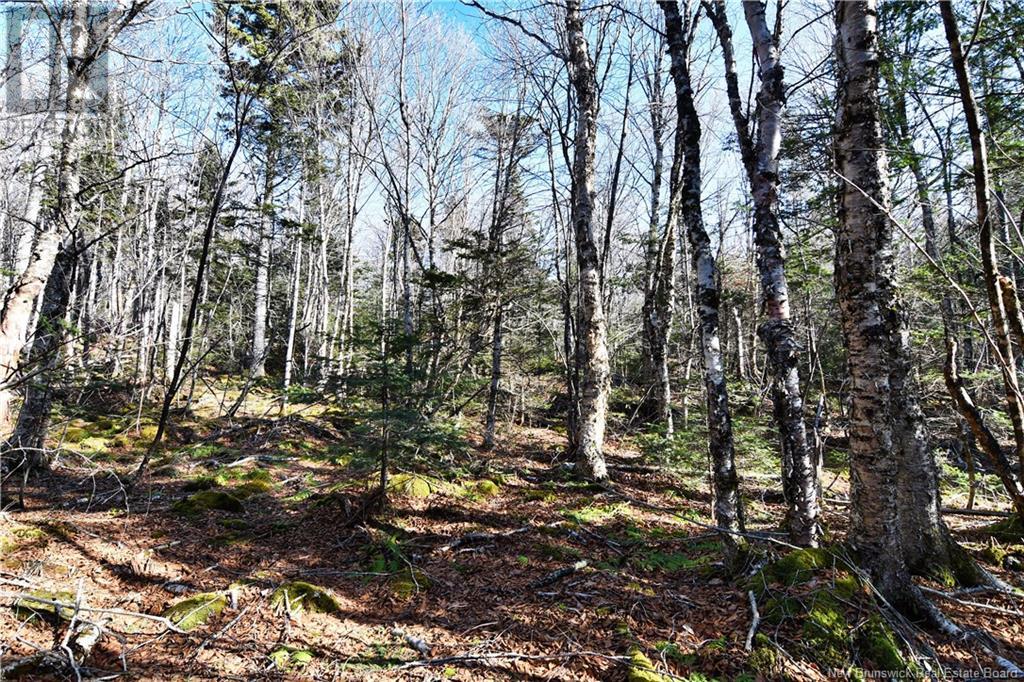 85-101 To 85-104 Bunker Hill, Wilsons Beach, New Brunswick  E5E 1Z3 - Photo 10 - NB114785