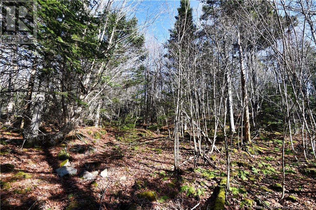 85-101 To 85-104 Bunker Hill, Wilsons Beach, New Brunswick  E5E 1Z3 - Photo 11 - NB114785