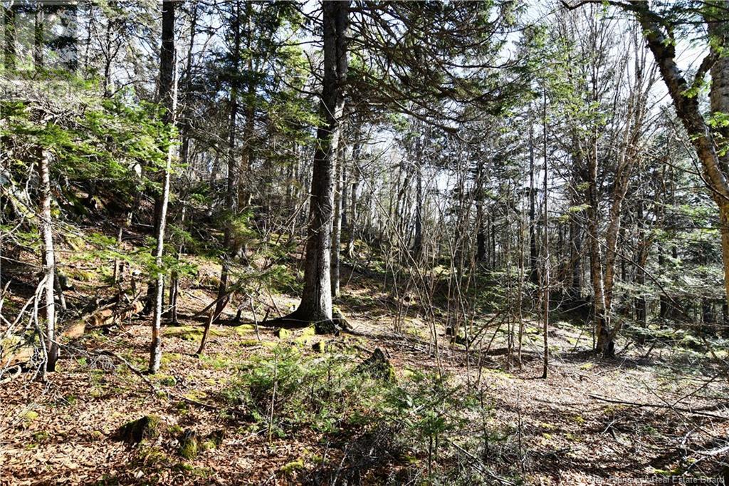 85-101 To 85-104 Bunker Hill, Wilsons Beach, New Brunswick  E5E 1Z3 - Photo 12 - NB114785