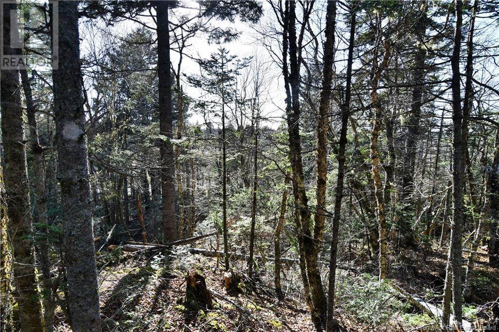 85-101 To 85-104 Bunker Hill, Wilsons Beach, New Brunswick  E5E 1Z3 - Photo 14 - NB114785