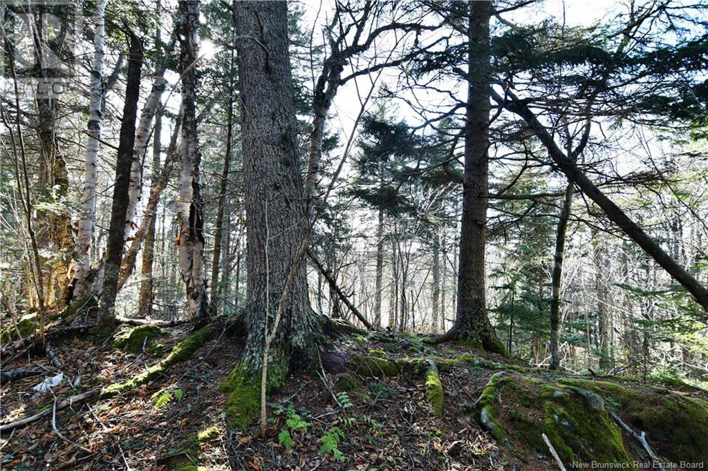 85-101 To 85-104 Bunker Hill, Wilsons Beach, New Brunswick  E5E 1Z3 - Photo 4 - NB114785