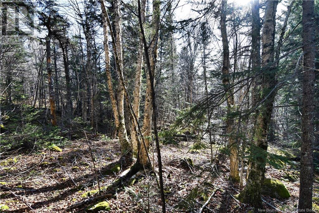 85-101 To 85-104 Bunker Hill, Wilsons Beach, New Brunswick  E5E 1Z3 - Photo 5 - NB114785