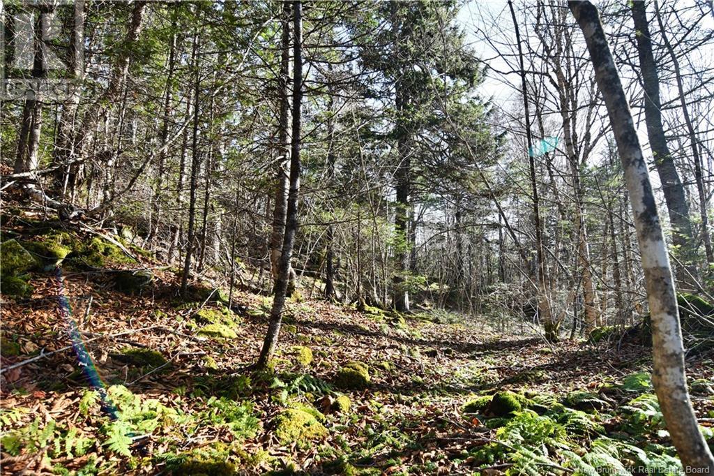 85-101 To 85-104 Bunker Hill, Wilsons Beach, New Brunswick  E5E 1Z3 - Photo 6 - NB114785