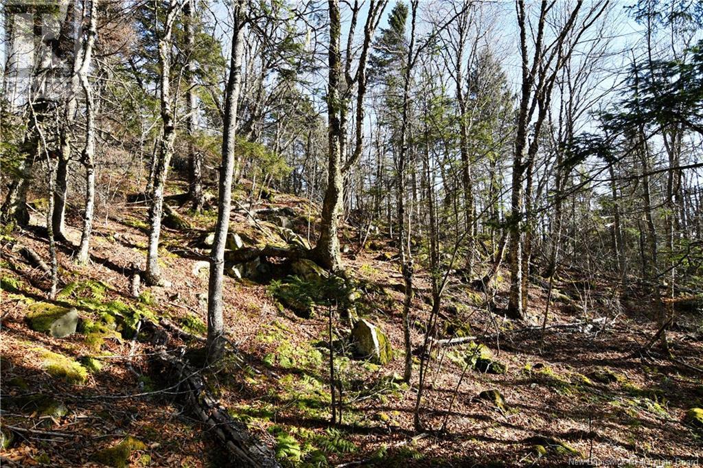 85-101 To 85-104 Bunker Hill, Wilsons Beach, New Brunswick  E5E 1Z3 - Photo 7 - NB114785