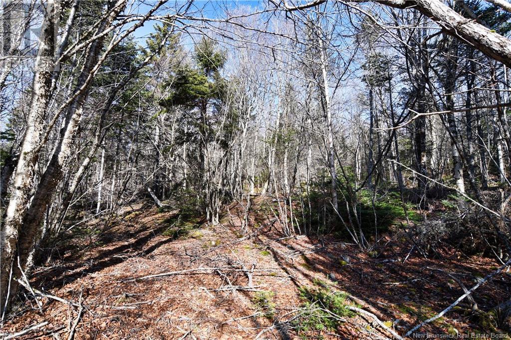 85-101 To 85-104 Bunker Hill, Wilsons Beach, New Brunswick  E5E 1Z3 - Photo 9 - NB114785