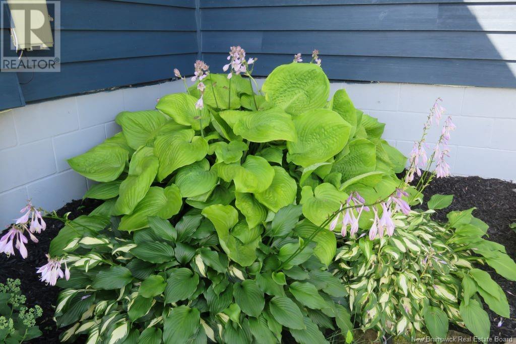 187 Tipperary Street, Shediac, New Brunswick  E4P 2V7 - Photo 15 - NB117818