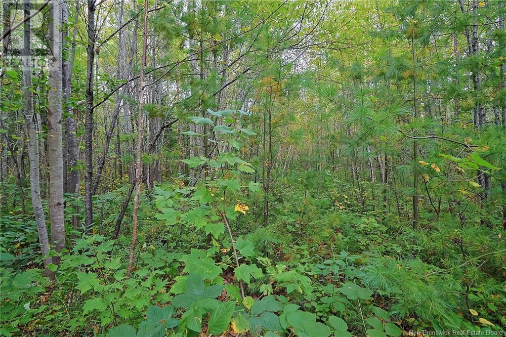 51 Meadow St S Street, Doaktown, New Brunswick  E9C 1S3 - Photo 48 - NB118717