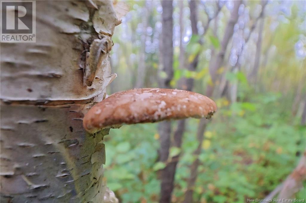 51 Meadow St S Street, Doaktown, New Brunswick  E9C 1S3 - Photo 49 - NB118717