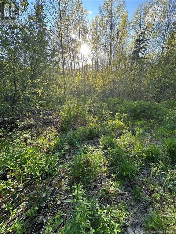 Highfield Road, Pearsonville, New Brunswick E5P 1T2 - Photo 2 - NB120198