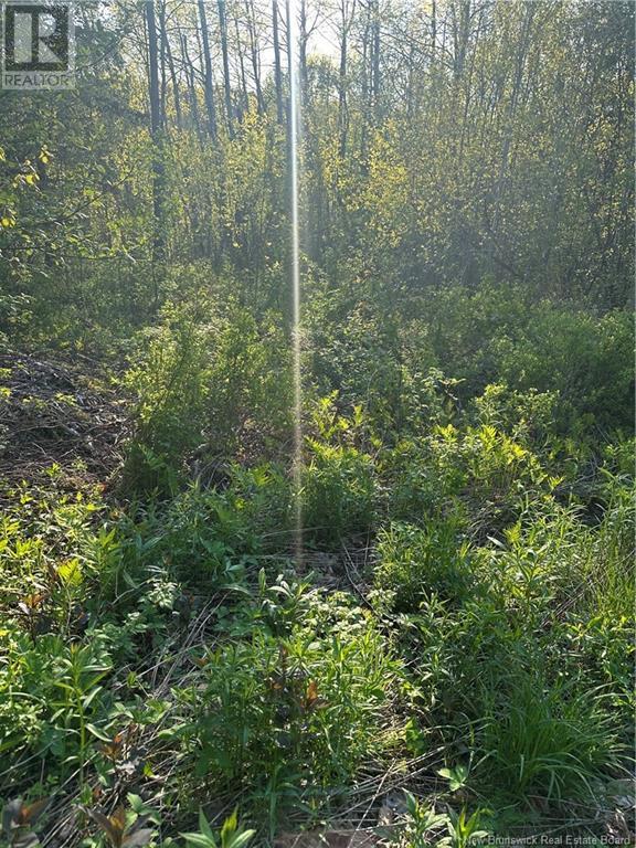 Highfield Road, Pearsonville, New Brunswick E5P 1T2 - Photo 3 - NB120198