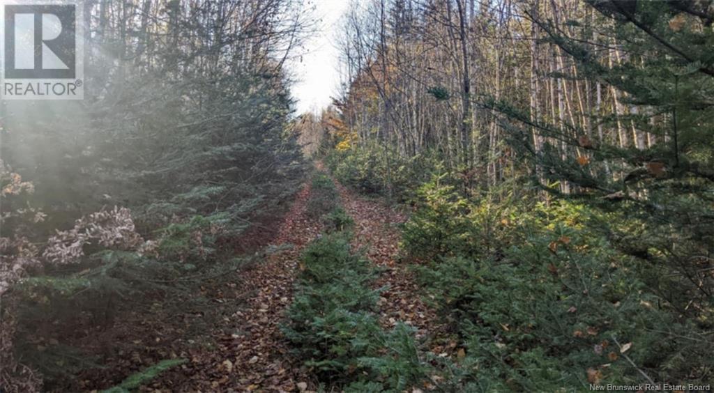 Old Great Road, Hopewell Cape, New Brunswick