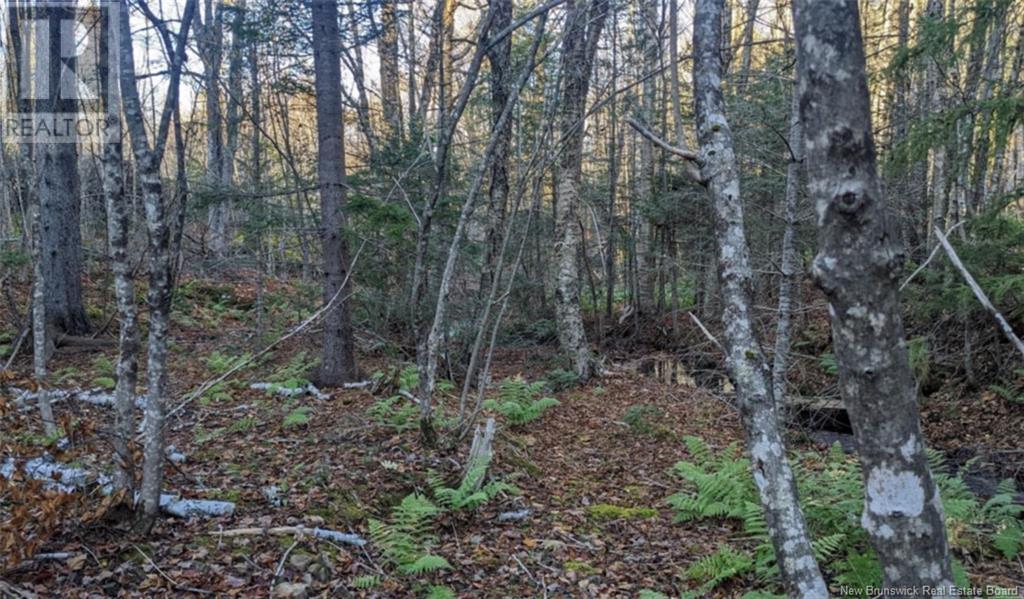 Old Great Road, Hopewell Cape, New Brunswick  E4H 3J6 - Photo 3 - NB122277