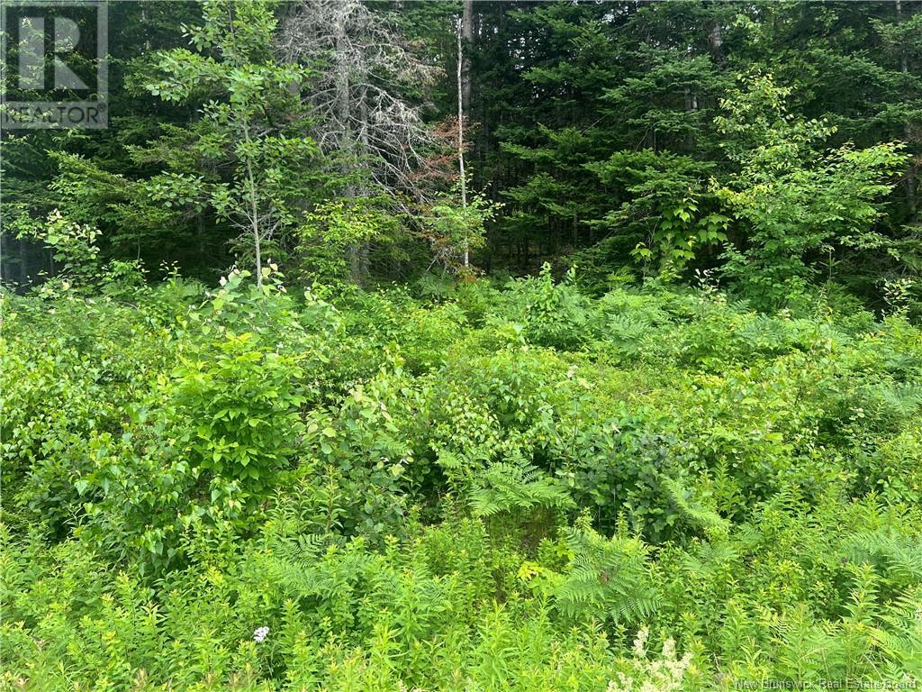 0 Route 127, Bayside, New Brunswick  E5B 2S4 - Photo 4 - NB122612
