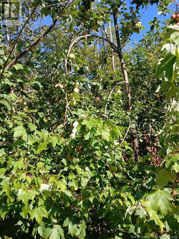 5724 Route 495, Saint-Fabien, New Brunswick E4S 2T2 - Photo 10 - NB123146