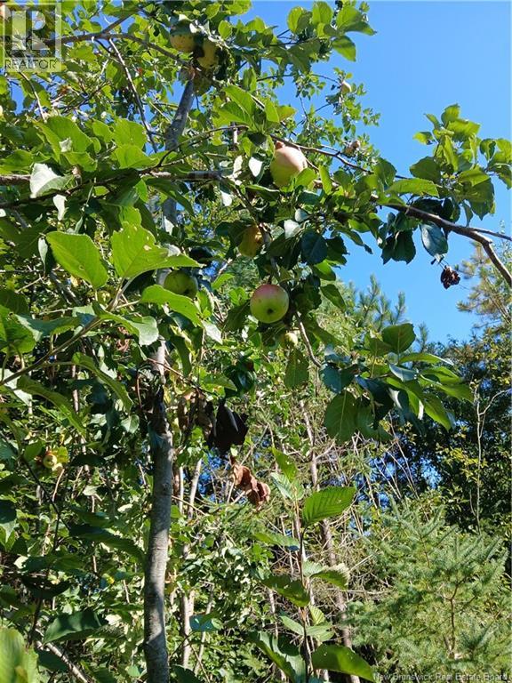 5724 Route 495, Saint-Fabien, New Brunswick E4S 2T2 - Photo 11 - NB123146