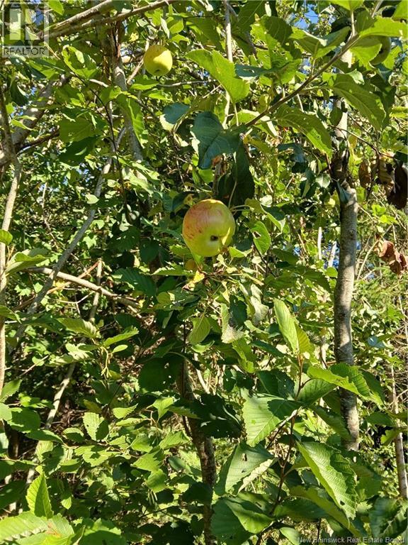 5724 Route 495, Saint-Fabien, New Brunswick E4S 2T2 - Photo 12 - NB123146