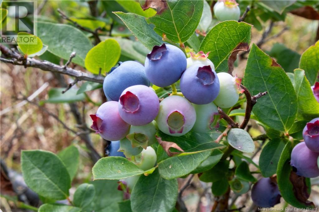 155 Rang 16 Sud Road, Saint-Quentin, New Brunswick  E8A 2H6 - Photo 15 - NB123690