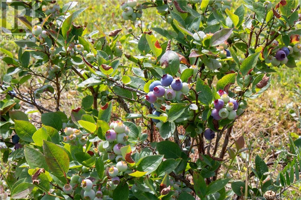 155 Rang 16 Sud Road, Saint-Quentin, New Brunswick  E8A 2H6 - Photo 16 - NB123690