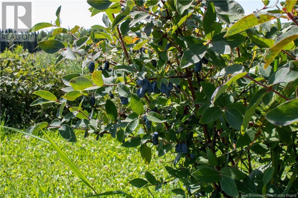 155 Rang 16 Sud Road, Saint-Quentin, New Brunswick  E8A 2H6 - Photo 18 - NB123690