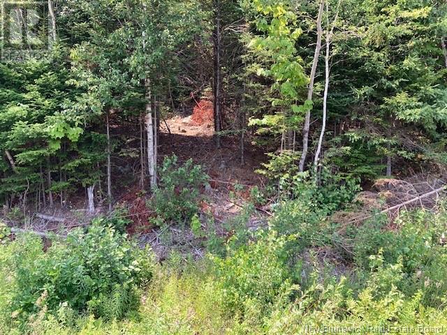 0 Frye Road, Chamcook, New Brunswick  E5B 3R6 - Photo 3 - NB124031