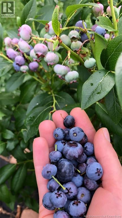 1336 Route 109, Red Rapids, New Brunswick E7H 4H4 - Photo 10 - NB123907