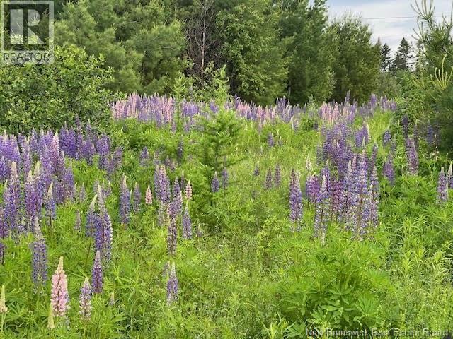 2601 Route 380, Anderson Road, New Brunswick  E7G 4G1 - Photo 9 - NB124689