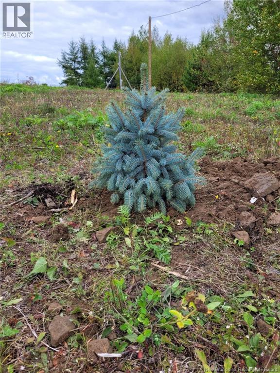10665 Principale, Saint-Louis-De-Kent, New Brunswick  E4X 1G3 - Photo 11 - NB125200