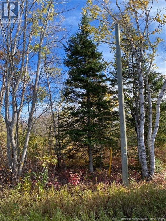 Lot Route 440, Rosaireville, New Brunswick  E4Y 2Y6 - Photo 6 - NB125845