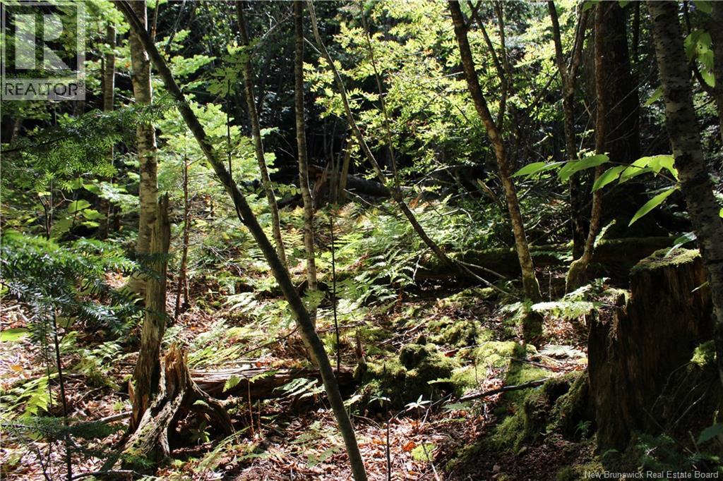 86-81 Owen Court, Campobello Island, New Brunswick  E5E 1Z6 - Photo 11 - NB126381