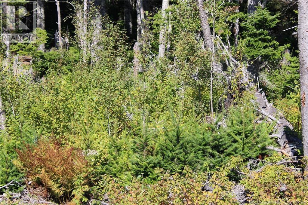 86-81 Owen Court, Campobello Island, New Brunswick  E5E 1Z6 - Photo 2 - NB126381