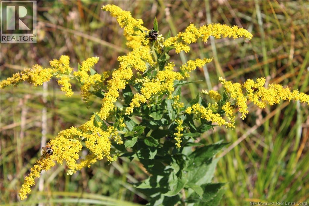 86-81 Owen Court, Campobello Island, New Brunswick  E5E 1Z6 - Photo 3 - NB126381