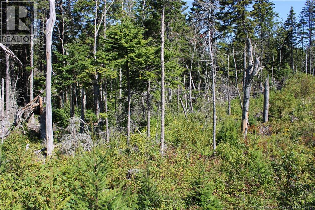 86-81 Owen Court, Campobello Island, New Brunswick  E5E 1Z6 - Photo 4 - NB126381