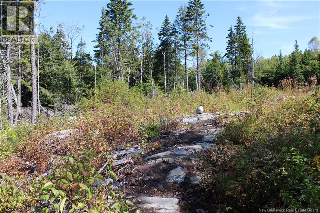 86-81 Owen Court, Campobello Island, New Brunswick  E5E 1Z6 - Photo 5 - NB126381