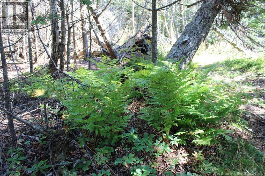 86-81 Owen Court, Campobello Island, New Brunswick  E5E 1Z6 - Photo 7 - NB126381