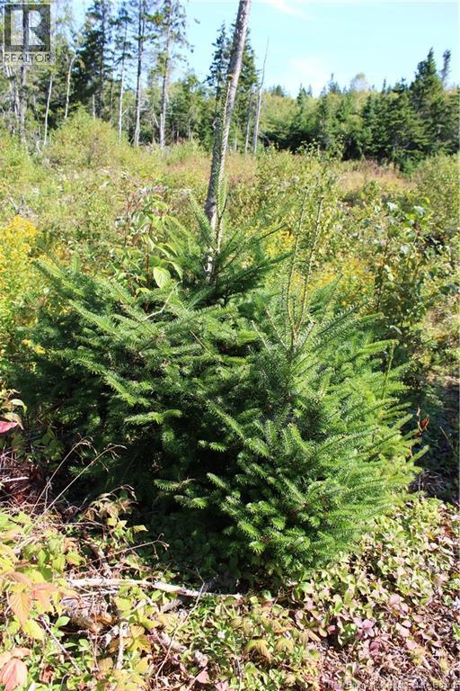 86-81 Owen Court, Campobello Island, New Brunswick  E5E 1Z6 - Photo 9 - NB126381