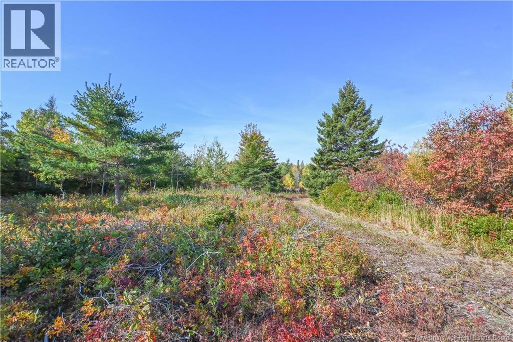 Lot Olivier Road, Maisonnette, New Brunswick  E8N 2A2 - Photo 24 - NB126481