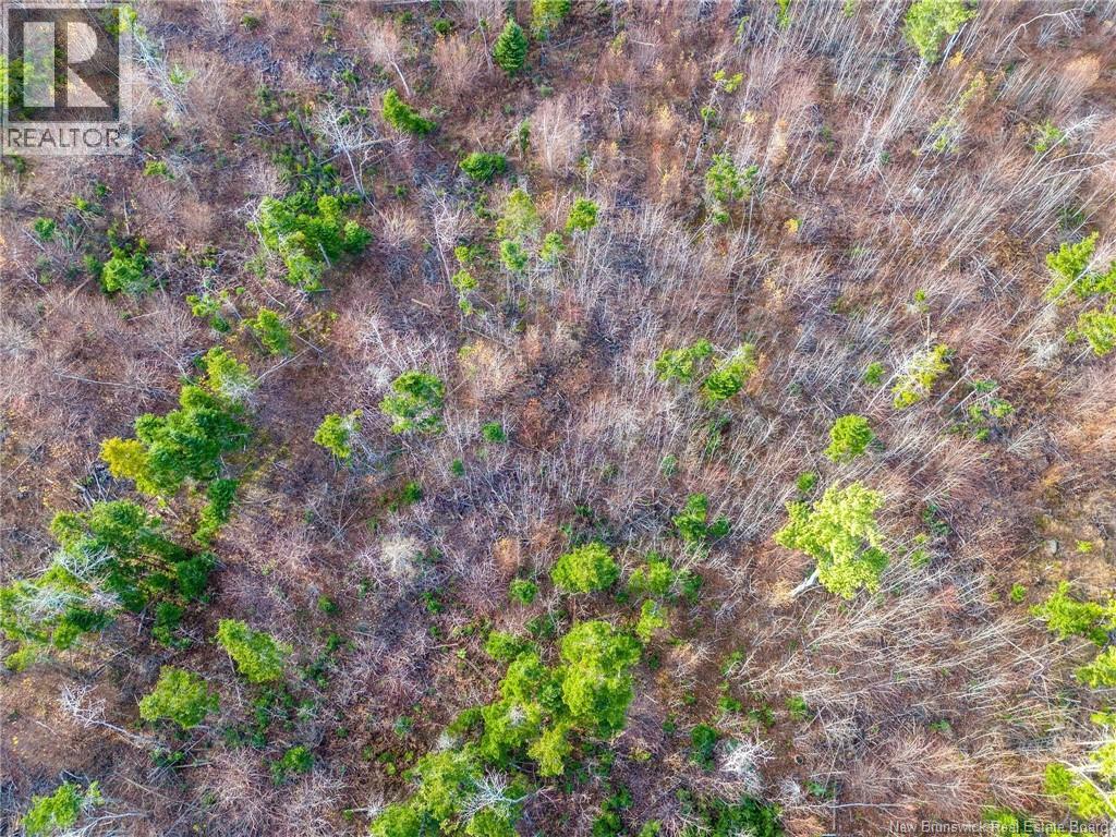 Lot Renauds Mills Road, Saint-Antoine, New Brunswick  E4V 2X7 - Photo 5 - NB126200
