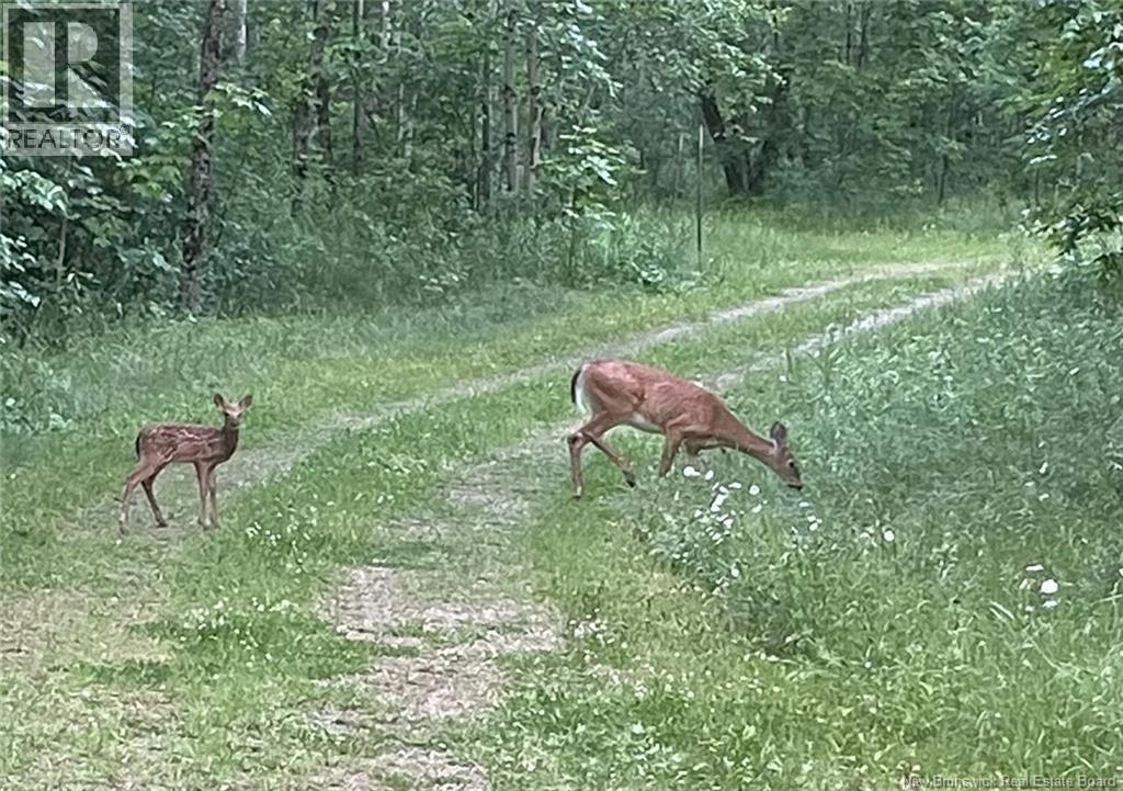 591 Dawson Settlement Road, Hillsborough, New Brunswick  E4H 2Z1 - Photo 48 - NB127226