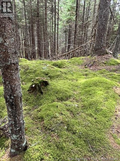 Hills Point Road Oak Bay, St. Stephen, New Brunswick  E3L 4J9 - Photo 8 - NB127576